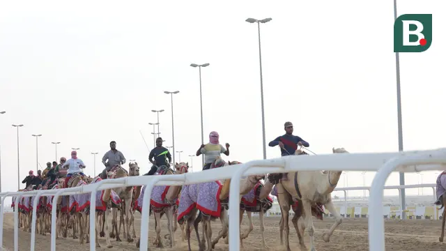 Al Shahaniya Camel Racetrack