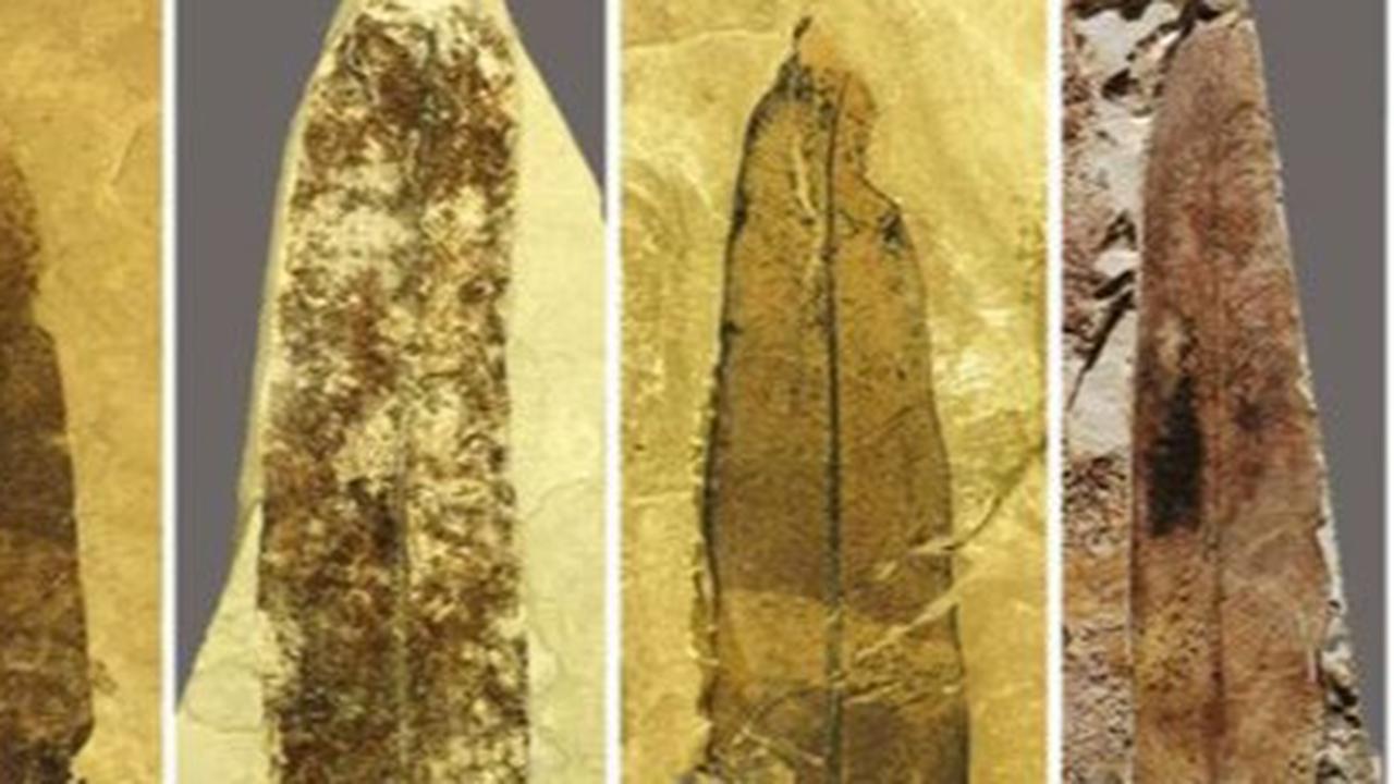Ilmuwan Temukan Fosil Tumbuhan Alien Berusia 47 Juta Tahun, Berasal dari Spesies yang Tak Ditemukan di Bumi