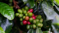 Rahasia Lezat Kopi Merapi Merbabu, Kopi Tanah Vulkanik dengan Cita Rasa Unik