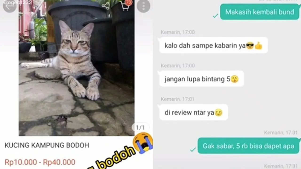 Viral Netizen Beli Kucing Rp 5 Ribu yang Datang Di Luar Ekspektasi
