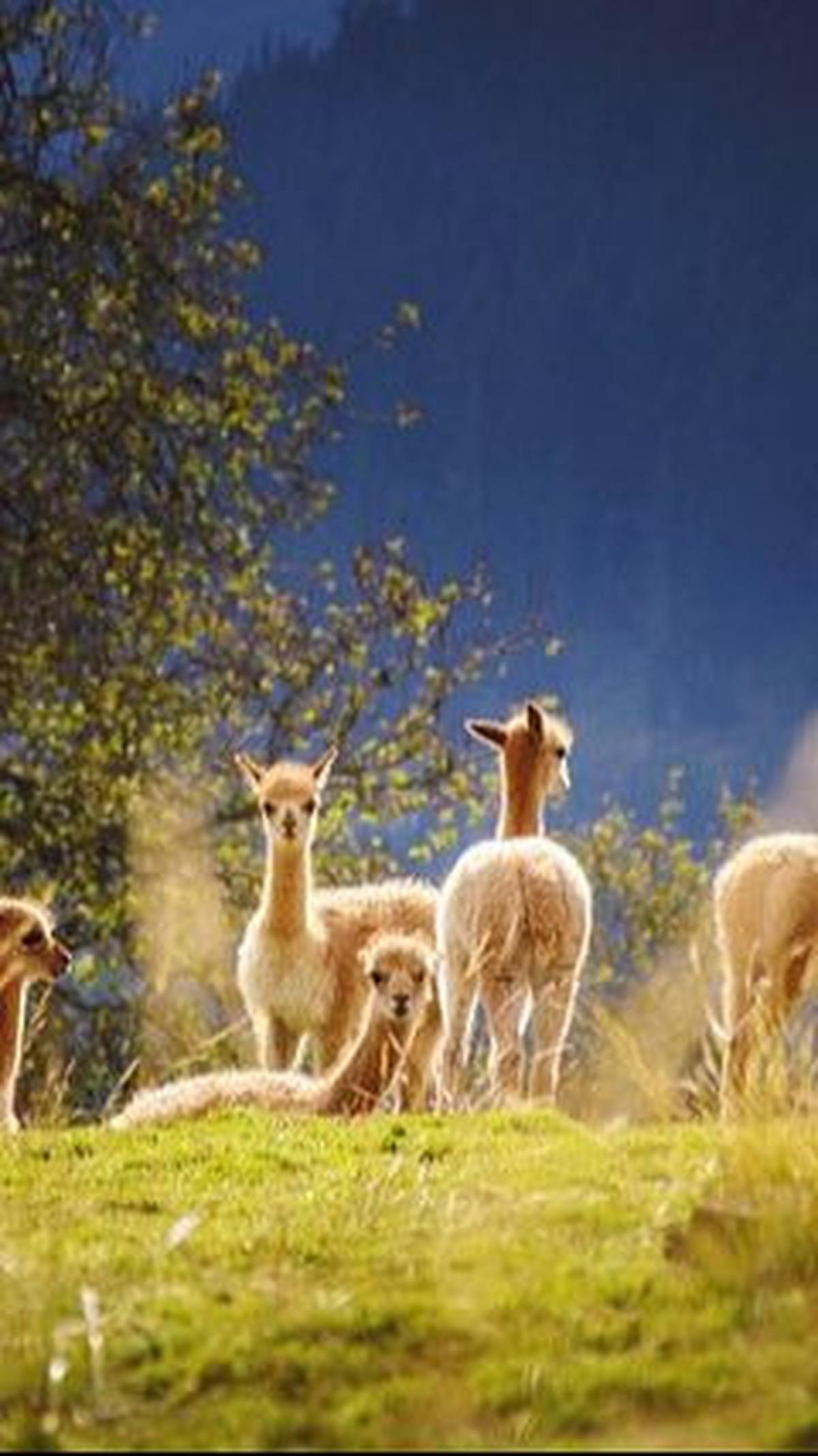 10. Llama