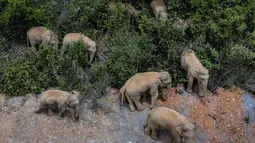 Foto udara kawanan gajah berdiri berdiri di daerah E'shan di Provinsi Yunnan Tiongkok barat daya (28/5/2021). Kerugian yang dialami lebih dari $ 1 juta sejak kawanan gajah tersebut berkeliaran keluar dari kawasan cagar alam pada pertengahan April. (Hu Chao/Xinhua via AP)