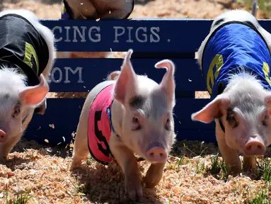 Sejumlah anak babi saling adu kecepatan saat mengikuti All Alaska Pig selama pekan raya tahunan Kern di Bakersfield, California (30/9). Anak-anak babi itu berlari dan melintasi rintangan pada jalur balap tersebut. (AFP Photo/Mark Ralston)