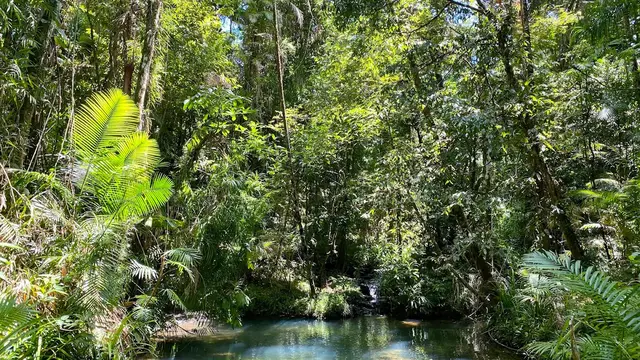 Daintree Rainforest