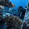 Kronologi Penangkapan WN China Tombak dan Masak Penyu Raja Ampat