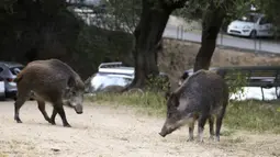 Dua ekor babi hutan memakan rumput di taman dekat dengan permukiman warga di Ajaccio, di pulau Mediterania Prancis, Corsica (18/4/2020). Kehadiran mereka akibat kebijakan lockdown atau karantina wilayah yang diberlakukan pemerintah Prancis. (AFP/Pascal Pochard-Casabianca)