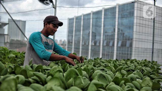 Menyulap Atap Masjid Jadi Kebun Sayur Hidroponik dengan Sistem Smart Farming