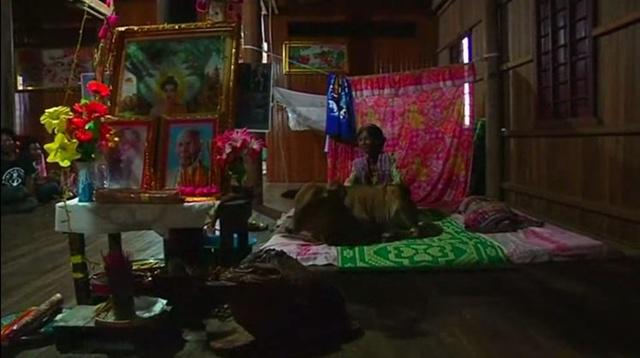 Khim akan memberikan tempat tidur Tol untuk anak sapi/copyright REUTERS/Samrang Pring