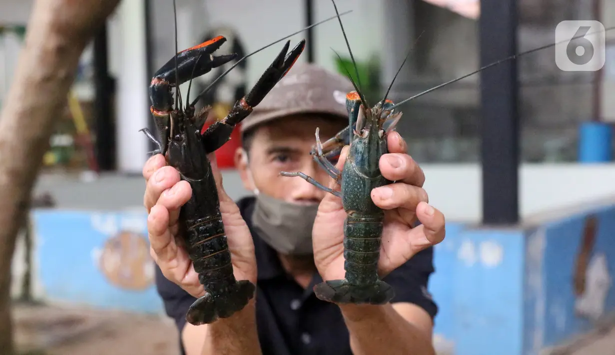 Petani menunjukkan lobster air tawar siap jual di tempat pembudidayaan BFC Mini Farm, Ciputat, Tangerang Selatan, Banten, Kamis (10/12/2020). Lobster air tawar asal Australia tersebut dijual Rp 60 ribu-Rp 500 ribu untuk memenuhi permintaan rumah makan dalam negeri. (Liputan6.com/Angga Yuniar)