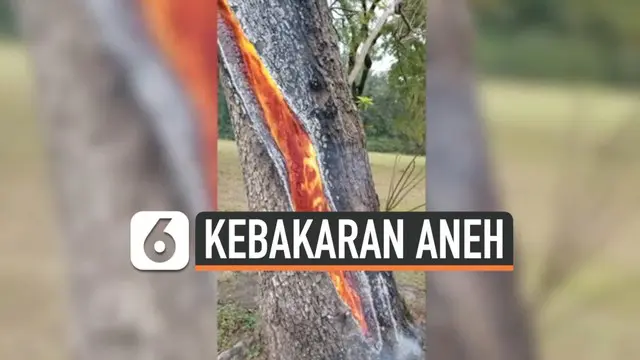 Fenomena yang terbilang aneh terjadi di Trinity, Texas. Sebuah pohon terbakar dari arah dalam akibat tersambar petir.