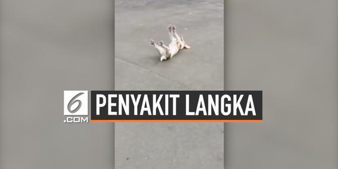 VIDEO: Tubuh Anjing Ini Terbujur Kaku Tiap Merasa Senang