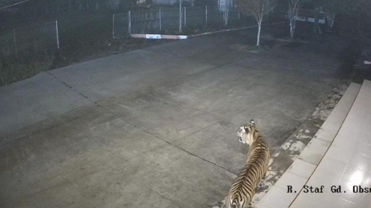 Fakta Unik: BKSDA Sumbar Siaga Satu Setelah Harimau Sumatera Terekam CCTV di Kantor BRIN Agam