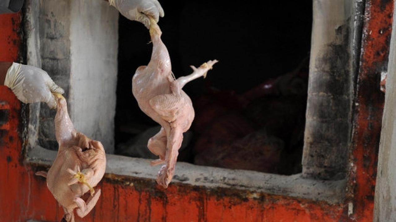 Puspitek musnahkan 1,5 ton ayam berformalin