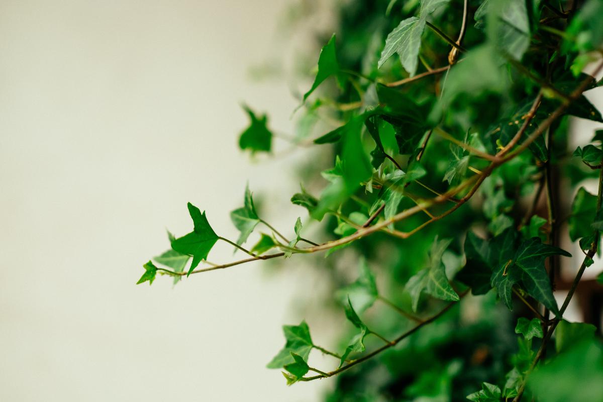 English ivy