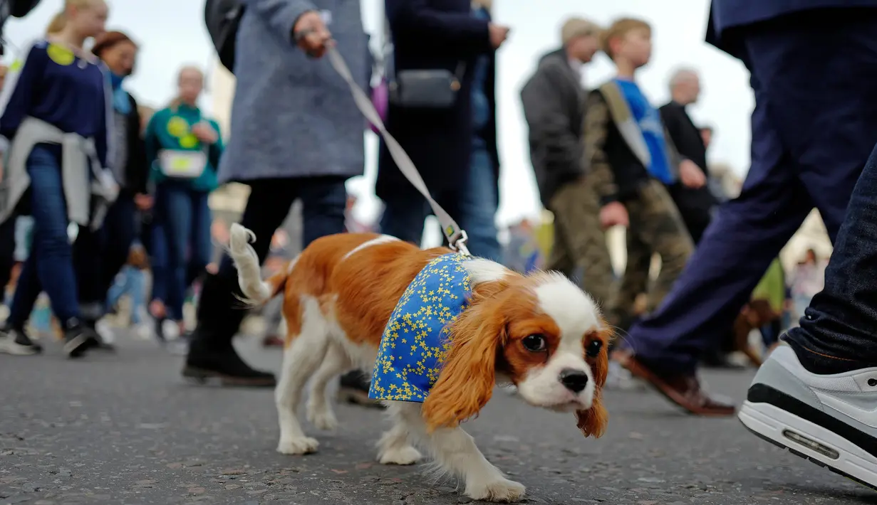 Seekor anjing dan pemiliknya mengikuti pawai anti-Brexit menyerukan "People's Vote on Brexit"di London, Minggu (7/10). Sekitar seribu anjing dan pemiliknya menuntut Brexit diakhiri melalui pemungutan suara kedua. (AFP/Tolga AKMEN)