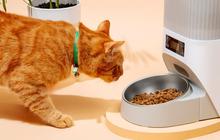Mitos atau Fakta? Dampak Konsumsi Makanan Kucing bagi Manusia, Apakah Mematikan?