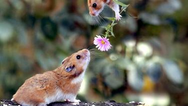 10 Foto Hamster Paling Lucu Di Dunia Fashion Fimela Com