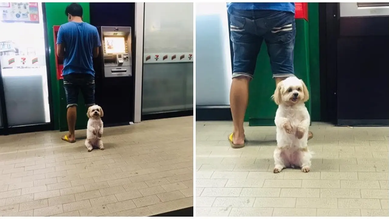 Potret Anjing Jagain Sang Pemilik Saat di ATM