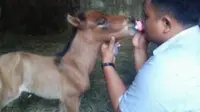 Para groomer memberikan susu formula pada Moana Junior. (KRJogja.com/Abra Arimagupita)