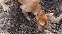Seekor anjing terlihat berusaha menguburkan sendiri saudaranya yang mati tertabrak mobil. 