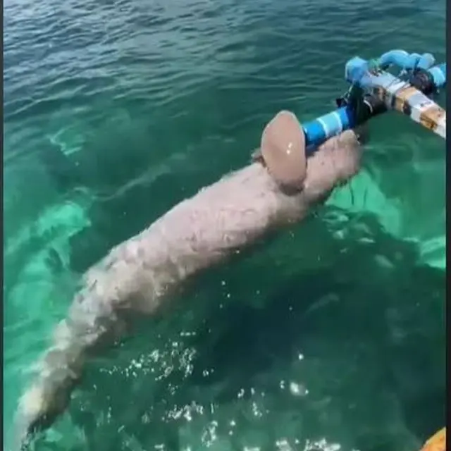 Tak Hanya Komodo, NTT Juga Punya Dugong yang Menggemaskan