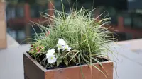 6 Jenis Rumput Hias Cocok Ditanam dalam Pot, Percantik Teras hingga Balkon
