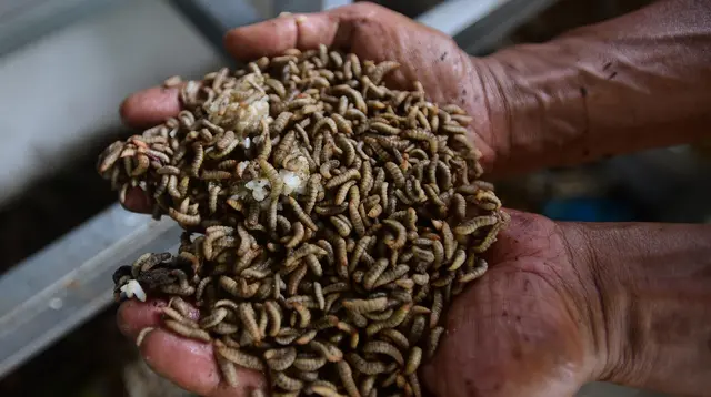 Budidaya Maggot BSF untuk Pemula: Panduan Lengkap dari Menyiapkan Kandang hingga Panen