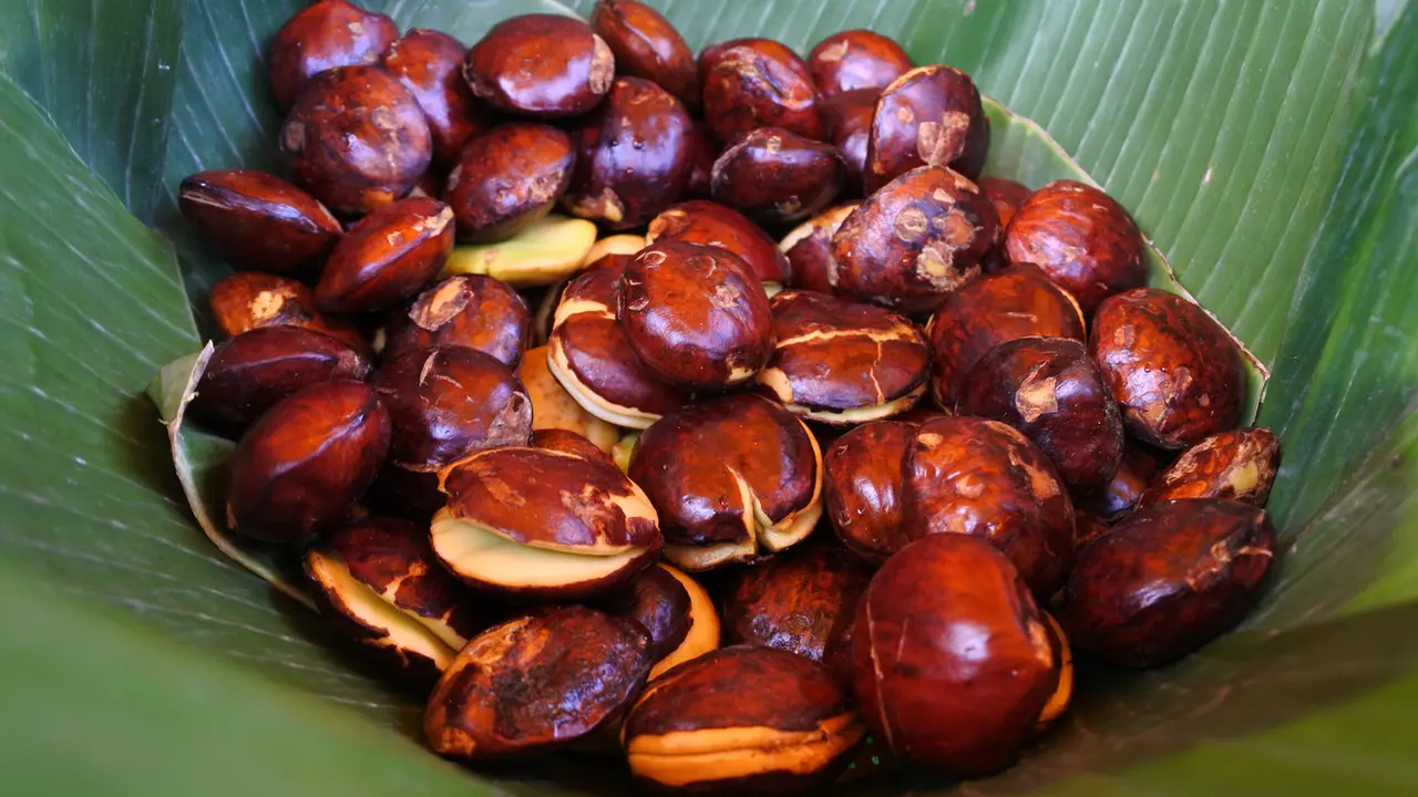 ilustrasi jengkol