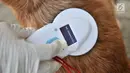 Petugas Dinas Ketahanan Pangan, Kelautan, dan Pertanian (KPKP) DKI Jakarta memindai anjing yang telah ditanami microchip, Jakarta, Rabu (12/9). Nantinya, pemilik dapat mengecek identitas anjing melalui aplikasi SIRaJa. (Merdeka.com/Iqbal Nugroho)