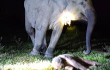 Way Kambas Sambut Kehadiran Bayi Gajah, Harapan Baru Pelestarian Gajah Sumatra