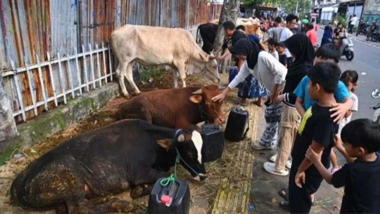 Pramono Sebut Harga Hewan Kurban di Jakarta Masih Stabil Jelang Iduladha