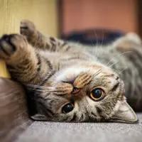 Ilustrasi Kucing/copyright shutterstock/GreenArt