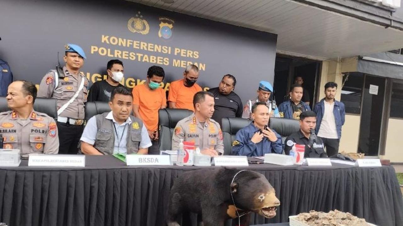 Polrestabes Medan Buru Penjual Offset Beruang Madu, Ungkap Jaringan Peredaran Satwa Dilindungi
