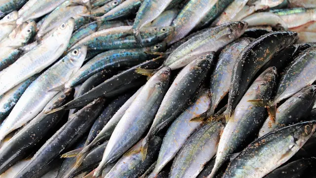 Ilustrasi Ikan Tongkol