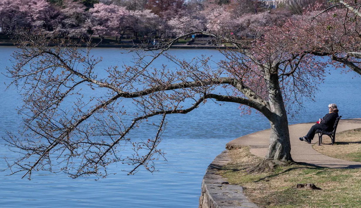 Pohon sakura yang sedang mekar ini merupakan hasil dari pemberian pemerintah Jepang. (AP Photo/Jacquelyn Martin)