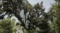 Petugas pertamanan DKI Jakarta memangkas pohon yang ribun di Jalan Sutan Syahrir, Jakarta, Kamis (15/8/2019). Pemangkasan pohon tersebut dilakukan untuk menghidari pohon tumbang yang diakibatkan oleh angin dan hujan lebat saat musim penghujan tiba. (Liputan6.com/Faizal Fanani)