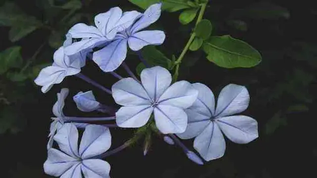 [Bintang] Diwakili sama Bunga, Ini Bunga yang Sesuai dengan Zodiak Kamu