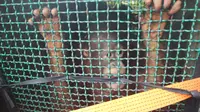 Tak Cuma Dibantai, ini Kenapa Eksistensi Orangutan Juga Terancam (Liputan6.com/Abelda Gunbawan).
