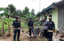 UPTD Damkar Bintan Berhasil Evakuasi Ular Piton Dua Meter yang Mangsa Ternak Warga