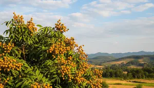 12 Tips Menanam Kelengkeng agar Tidak Menjulang Tinggi dan Cepat Menghasilkan Buah
