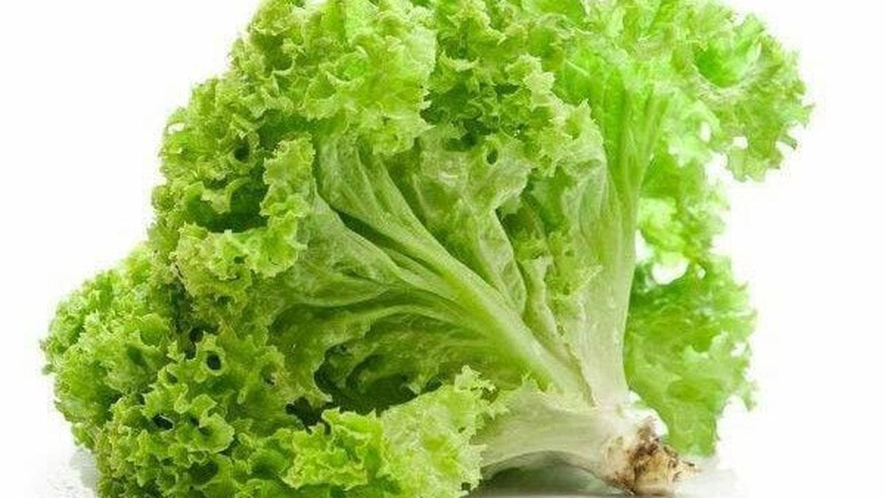 Ilustrasi Daun Selada (©Pinterest)
