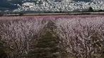Pohon persik berbunga di sebelah kota Veria, Yunani utara, pada 19 Maret 2019. Mekarnya bunga persik jadi fenomena tahunan di pedesaan Yunani, yang menyerupai mekarnya bunga sakura di Jepang. (Sakis MITROLIDIS / AFP)
