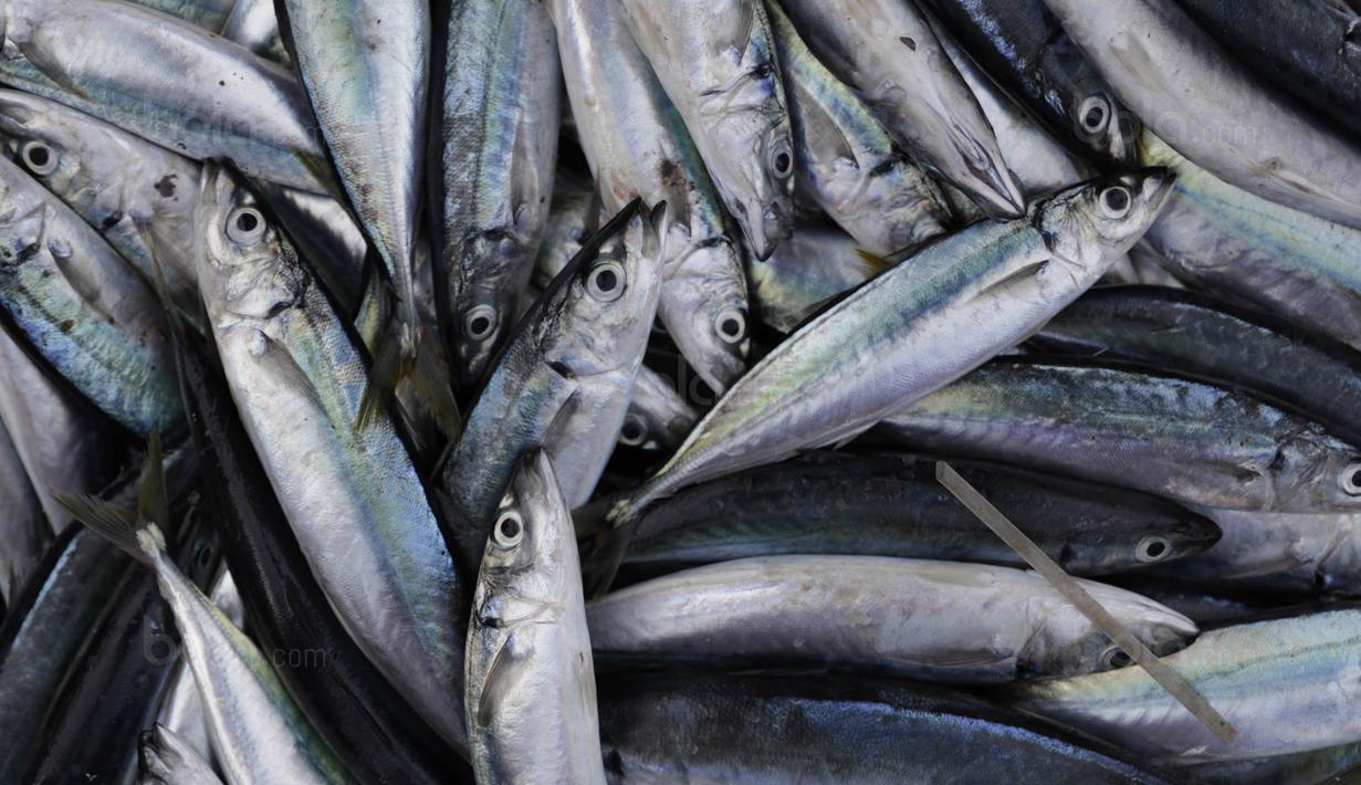 Bekerja sebagai nelayan merupakan mata pencaharian dari mayoritas warga Desa Tulehu. Ikan Cakalang dan Tatihu menjadi komoditi khas dari para nelayan di Tulehu. (Bola.com/Vitalis Yogi Trisna)