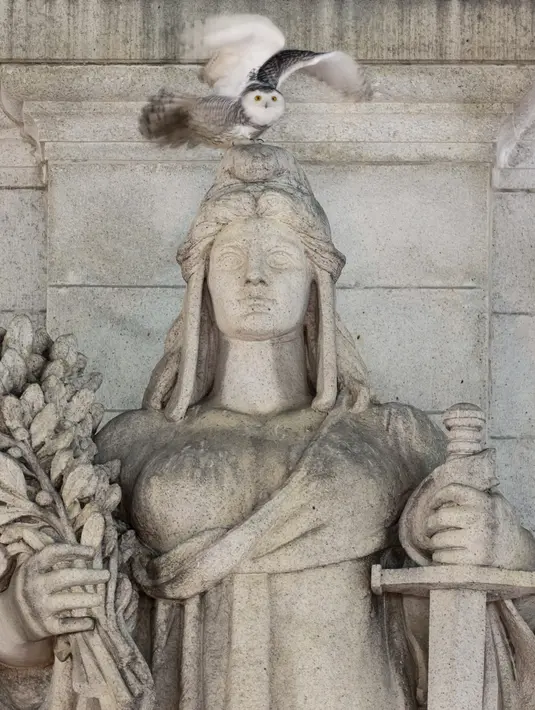 Seekor burung hantu salju yang langka terbang di atas patung Themis alegoris Louis St. Gaudens, pintu masuk Union Station, Washington, 8 Januari 2022. Burung hantu salju jarang terlihat di daerah DC karena biasanya bermigrasi dari Arktik ke New England untuk musim dingin. (AP Photo/Carolyn kastor)