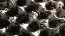 Peternak memanen jangkrik untuk pakan burung di  Peternakan Sonny, Depok, Jawa Barat, Senin (7/11/2022). Menurut peternak, budidaya jangkrik untuk pakan burung yang dijual Rp30 ribu per kilogram itu secara ekonomi menjanjikan karena adanya permintaan yang terus meningkat. (Liputan6.com/Herman Zakharia)