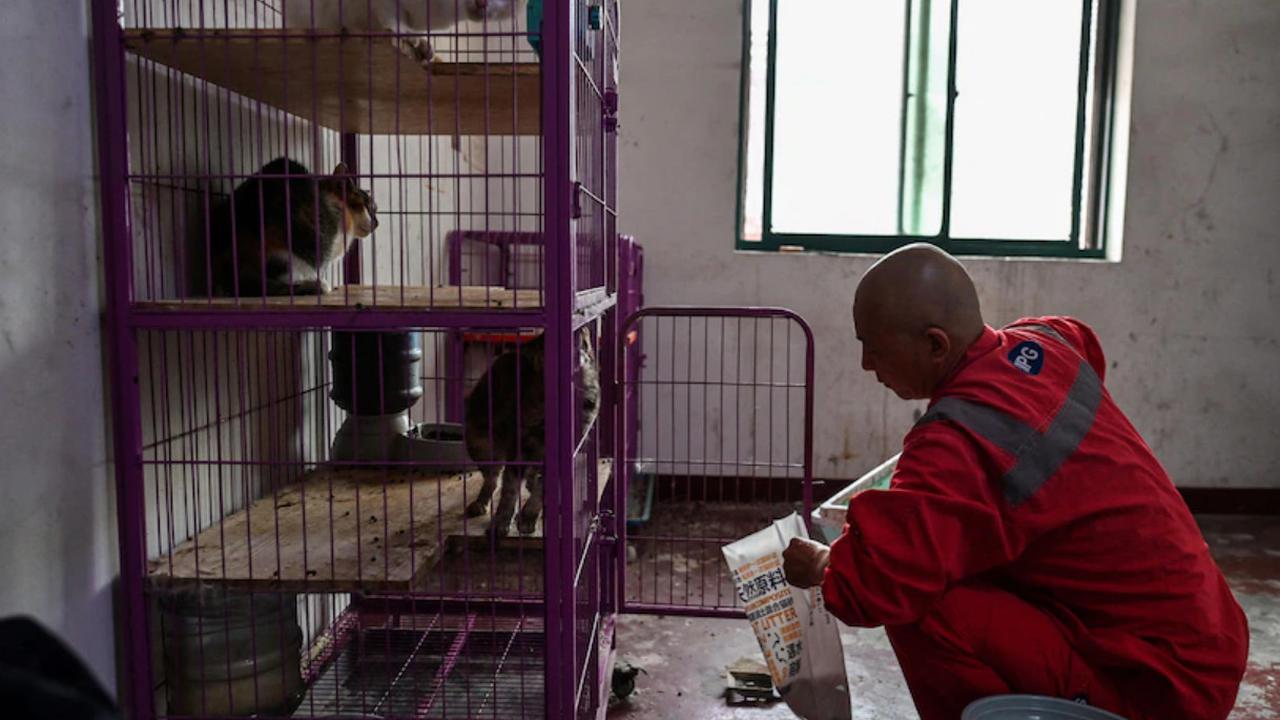 Aksi biksu di Shanghai yang menolong hewan liar.