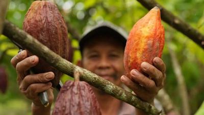 Kemendag: Harga Kakao Naik Drastis Akibat Cuaca Buruk dan El Nino