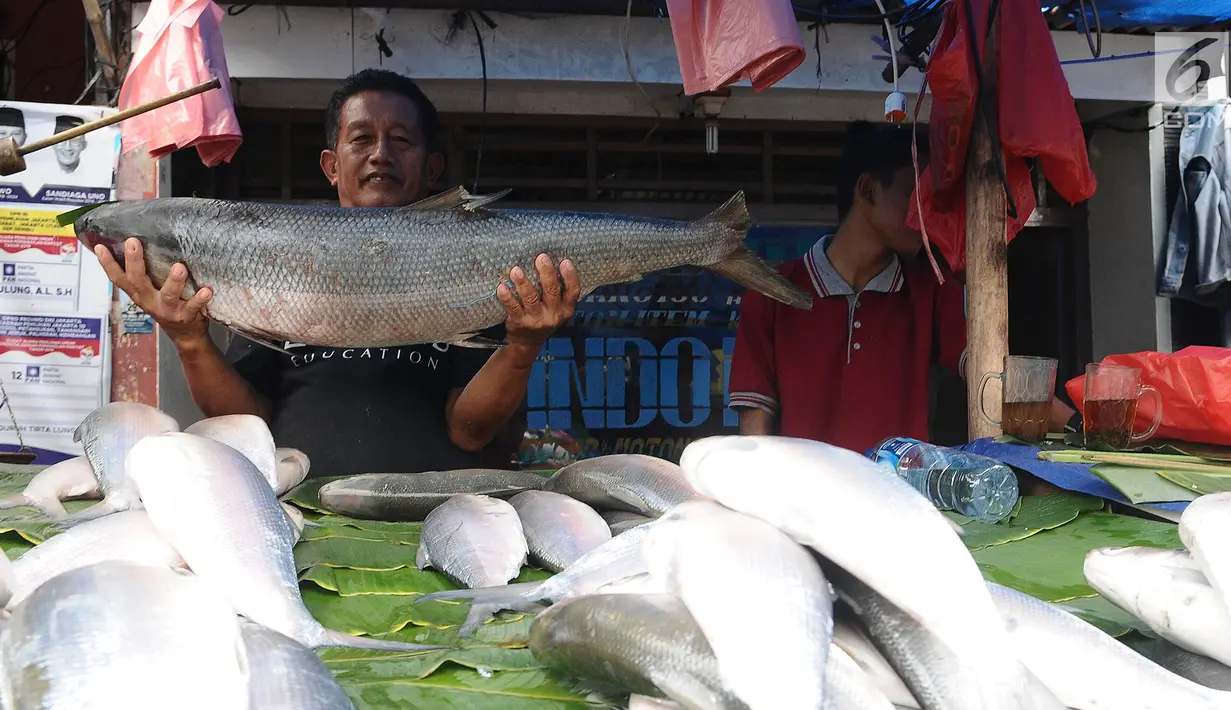 Pedagang menujukkan ikan badeng seberat 12 kilo di Rawa Belong, Jakarta, Senin (4/2). Jelang tahun baru Imlek penjual Ikan bandeng menjamur di Jalan Rawa Belong dan dibanderol harganya mulai dari Rp 50.000 per kilogram. (Liputan6.com/Herman Zakharia)