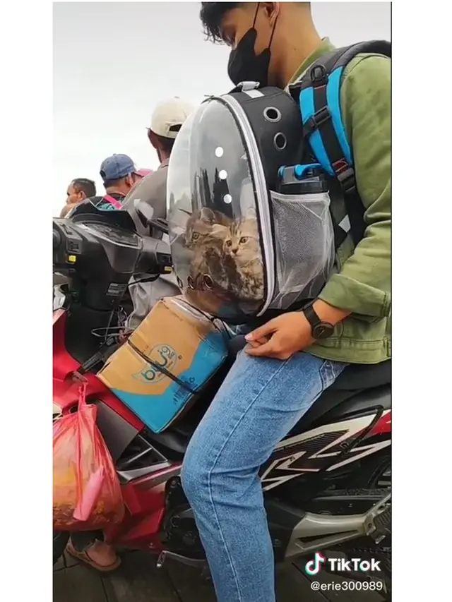 8 Potret Kucing Ikut Mudik Pakai Kendaraan Pribadi Ini Bikin Gemas