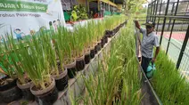 Tanam Padi dalam Galon, Inovasi Warga untuk Ketahanan Pangan